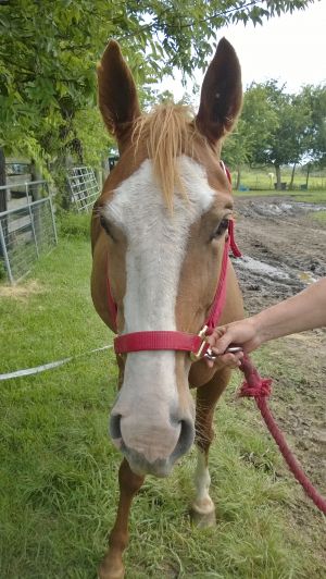 Judy, Adult Female unknown