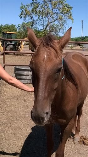 Aurora, Adult Female unknown
