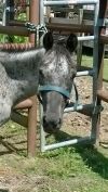 Artemis photo 2