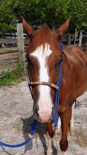 Levi, Adult Male unknown