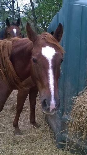 Celeste, Adult Female unknown