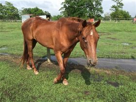Tango, Adult Female unknown