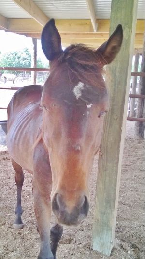 Bruce, Adult Male unknown