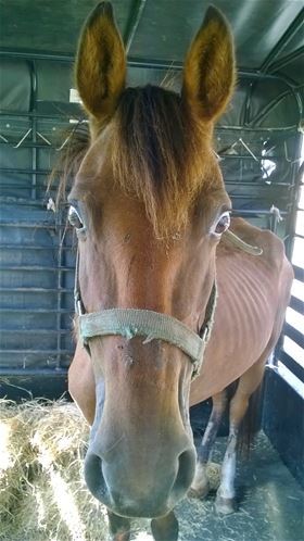 Symphony, Adult Female unknown