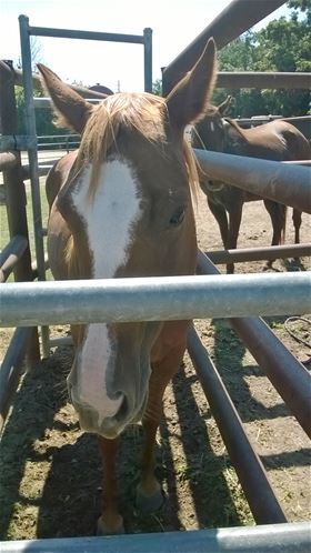 Jolene, Adult Female unknown
