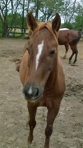 Noelle, Adult Female unknown