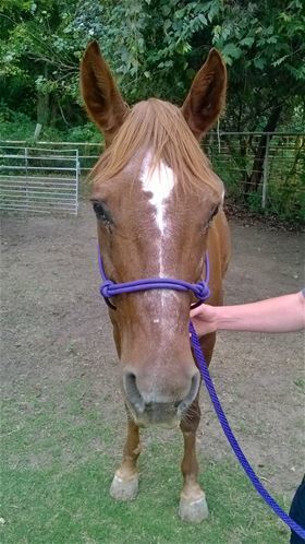 Rusty Red, Adult Female unknown