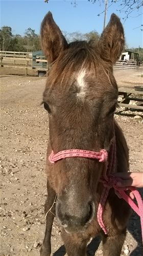 Macie, Adult Female unknown