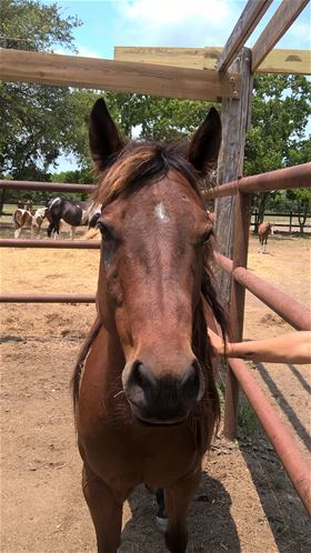 Marlin, Adult Male Quarterhorse