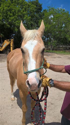 Malibu, Adult Female unknown