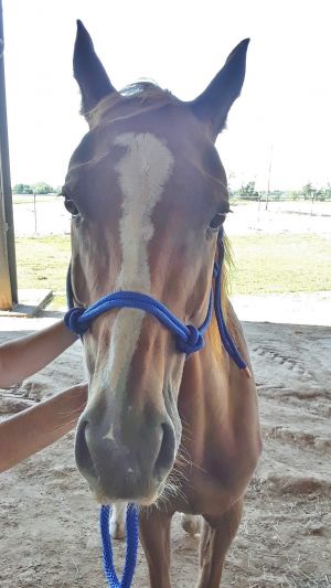 Kimber, Adult Female unknown