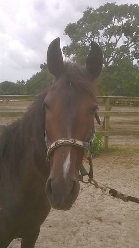 Delaney, Adult Female unknown