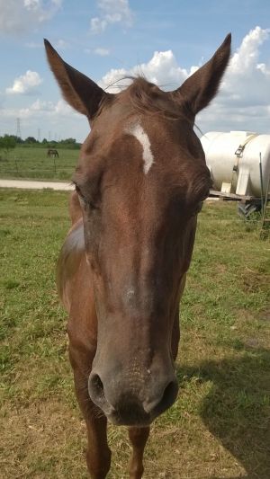 Molly, Adult Female unknown