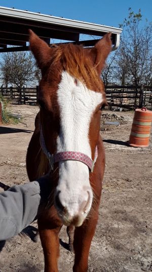 Xena, Adult Female Quarterhorse