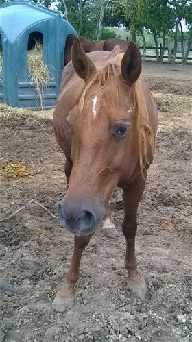 Shasha, Adult Female unknown