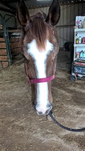 Abbie, Adult Female unknown