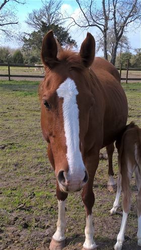Donatella, Adult Female unknown