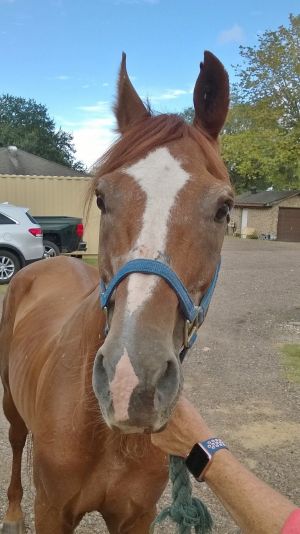 Kennedy, Adult Male unknown