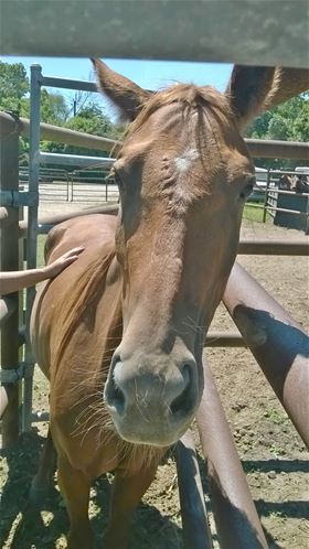 Sienna, Adult Female unknown