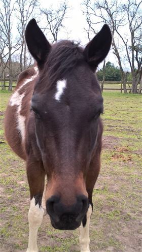 Embri, Adult Female unknown