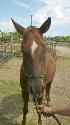 Tori, Adult Female unknown