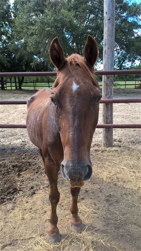 Grady, Adult Male unknown