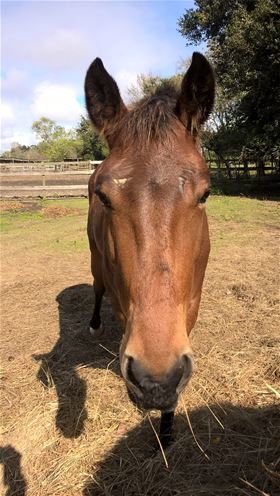 Freya, Adult Female unknown