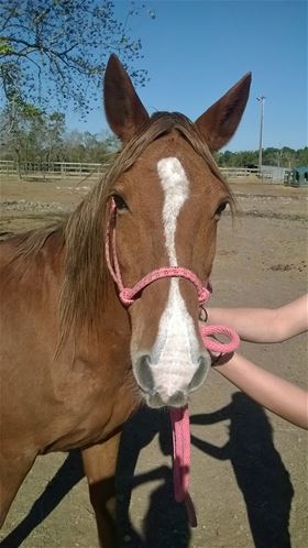 Maddison, Adult Female unknown