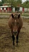 Josie photo 1