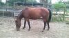 Josie photo 2