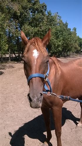 Mamie, Adult Female unknown
