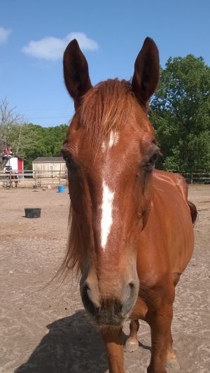 Shiloh