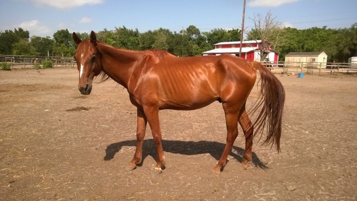 Shiloh 2