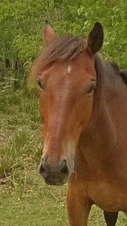 Tonto