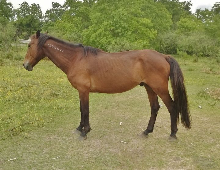Tonto 2