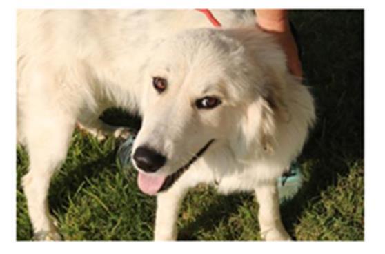 Phoebe* A173441, an adoptable Great Pyrenees in Plano, TX, 75093 | Photo Image 3