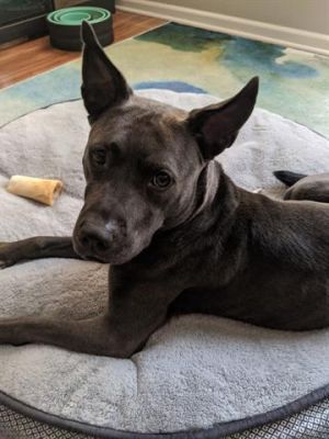 Adopt LOLA a Pit Bull Terrier, Australian Kelpie | Female American Pit ...