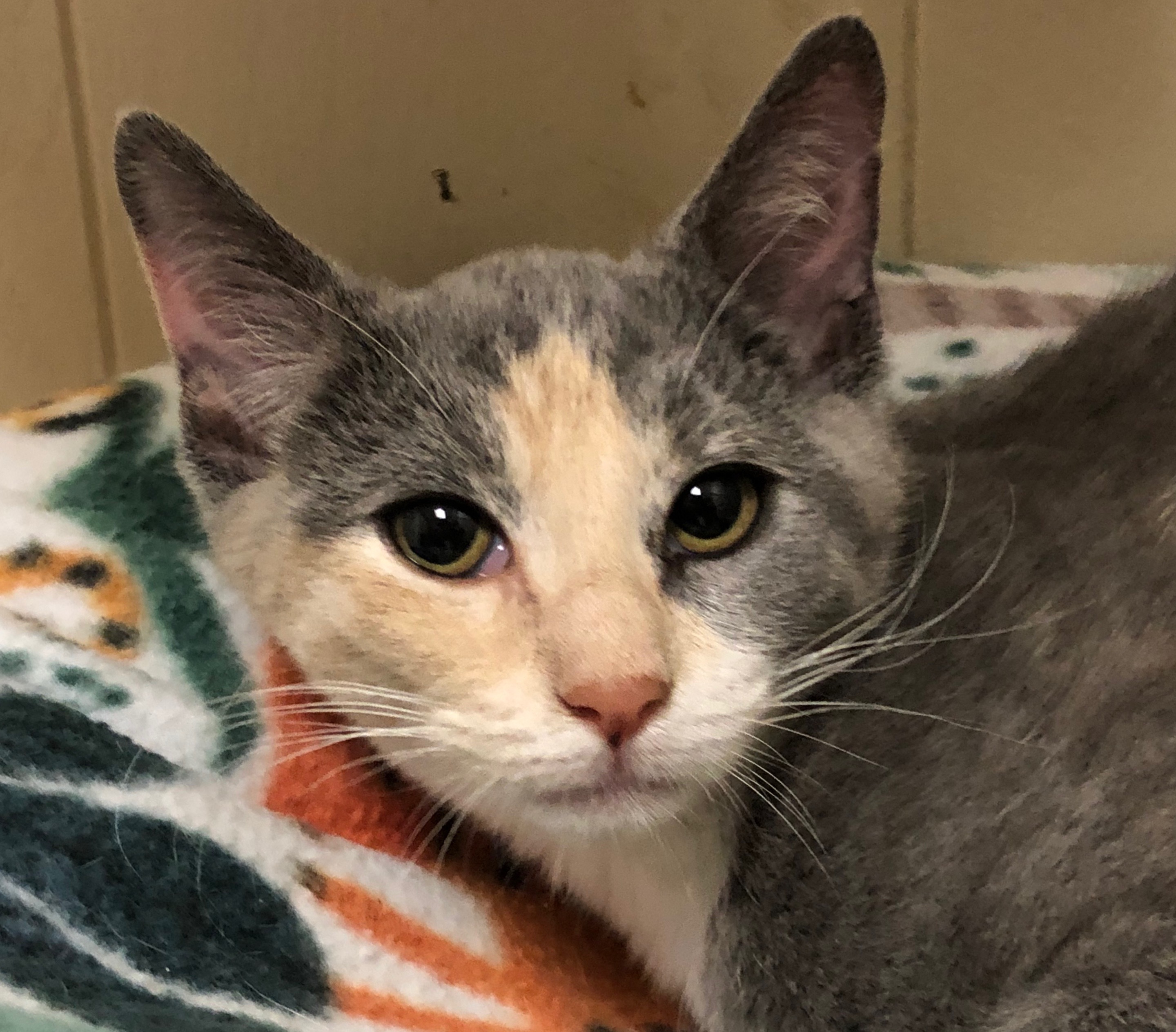 Stella, an adoptable Dilute Calico in Independence, MO, 64051 | Photo Image 2