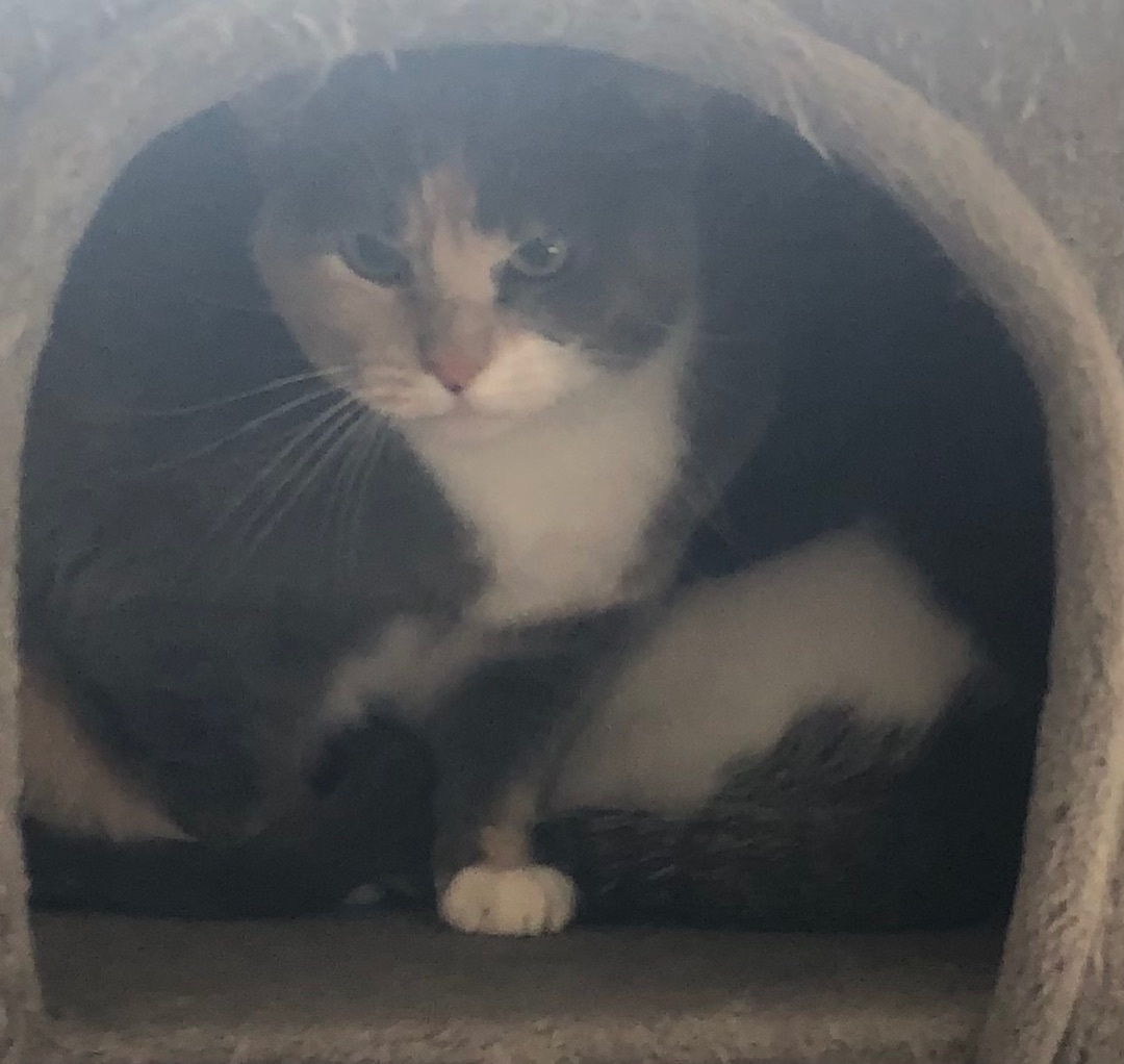 Stella, an adoptable Dilute Calico in Independence, MO, 64051 | Photo Image 3