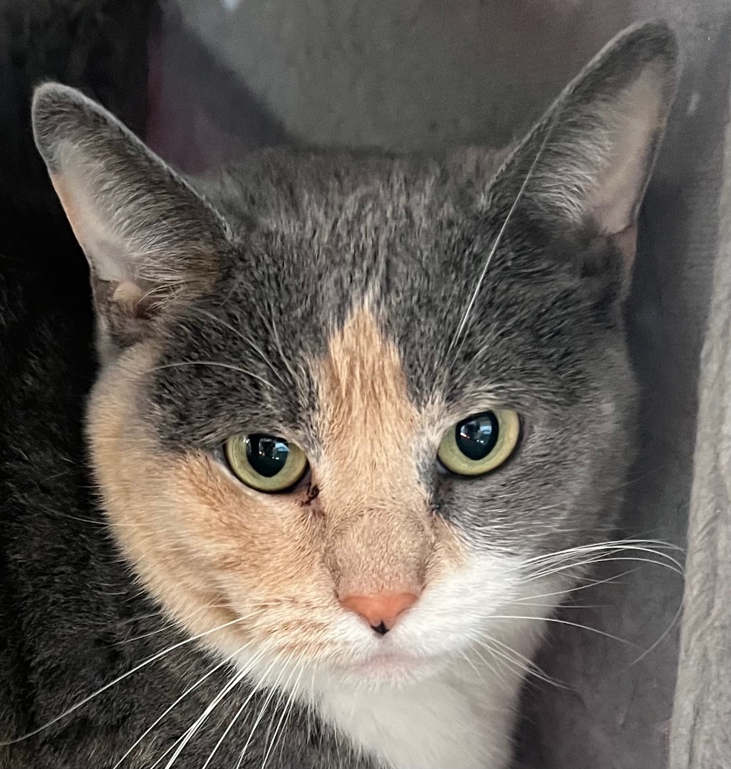 Stella, an adoptable Dilute Calico in Independence, MO, 64051 | Photo Image 1