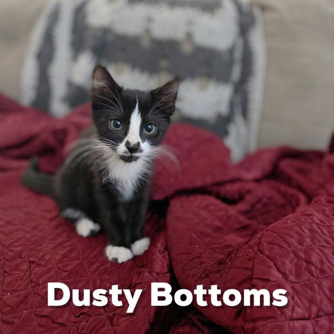 Dusty Bottoms