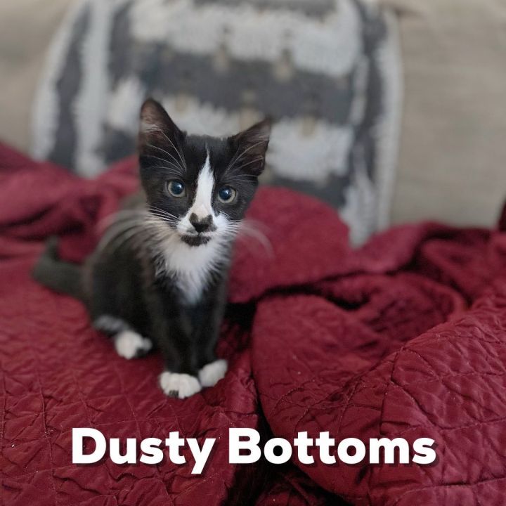 Dusty Bottoms 1