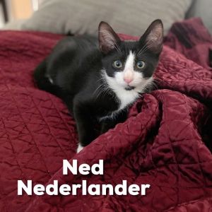 Ned - Nederlander