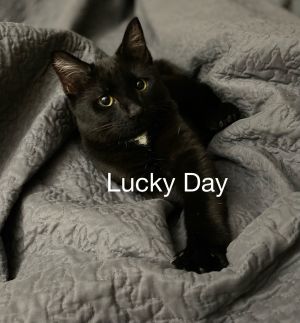 Lucky Day