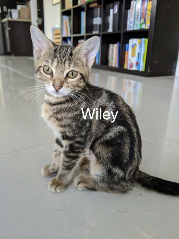 Wiley 1
