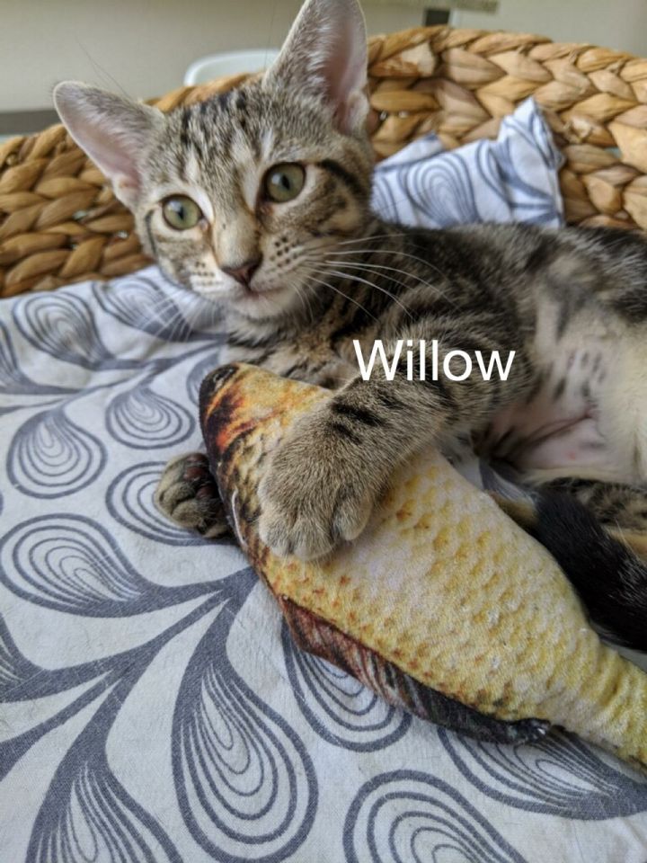 Willow 2