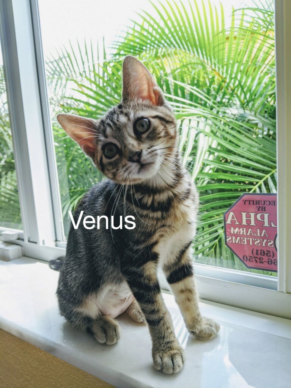 Venus detail page