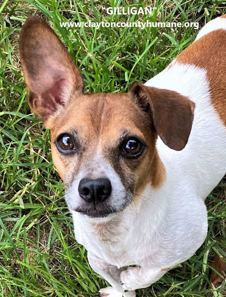 Gilligan, an adoptable Jack Russell Terrier & Chihuahua Mix in Jonesboro, GA_image-1