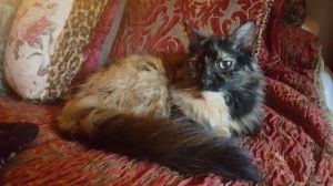 Coco Chanel, Adult Female unknown