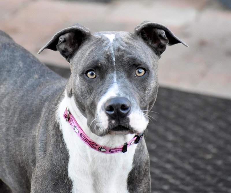 Dora, an adoptable Pit Bull Terrier in Oklahoma City, OK, 73151 | Photo Image 2